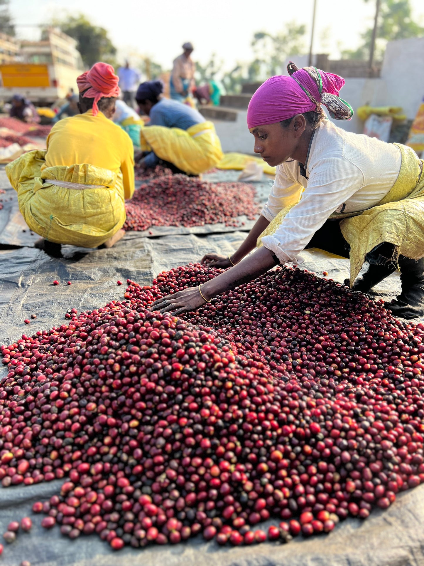 Melkodige estate - single origin Arabica