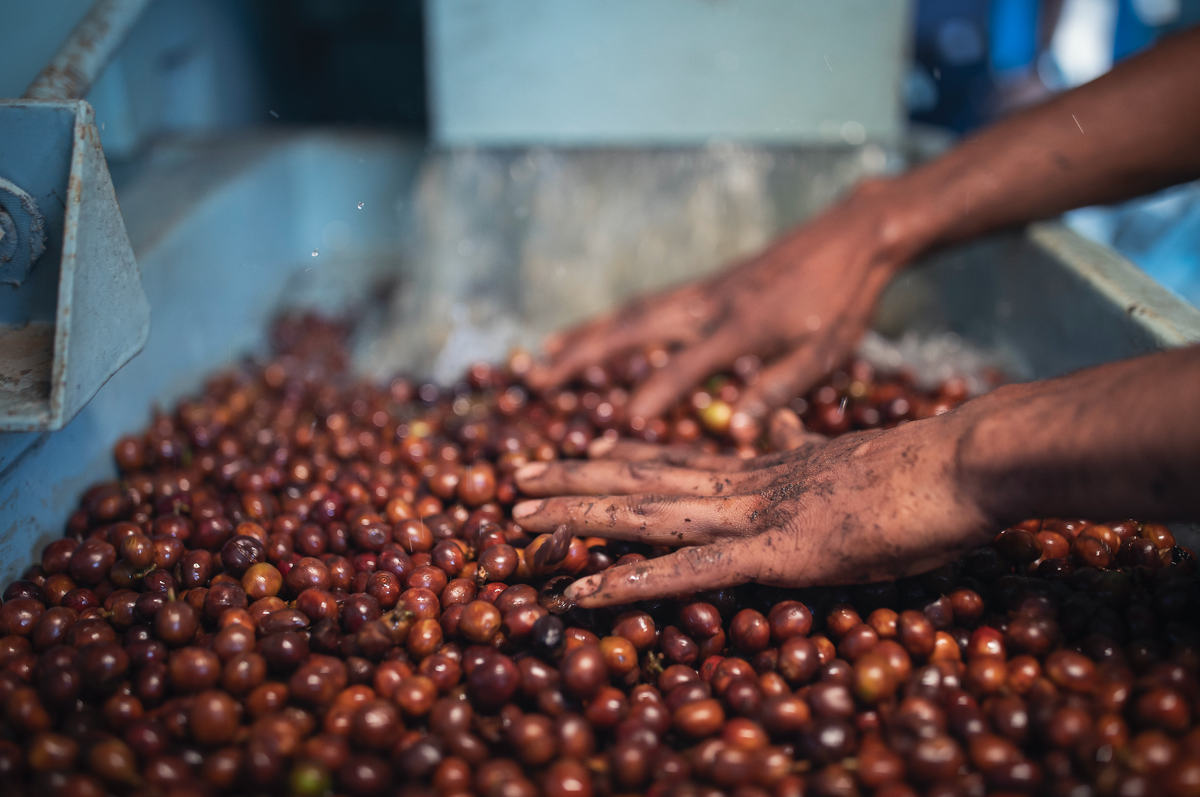 Coffee Processing - Washed, Natural, Honey Sun Dried – Maverickandfarmer
