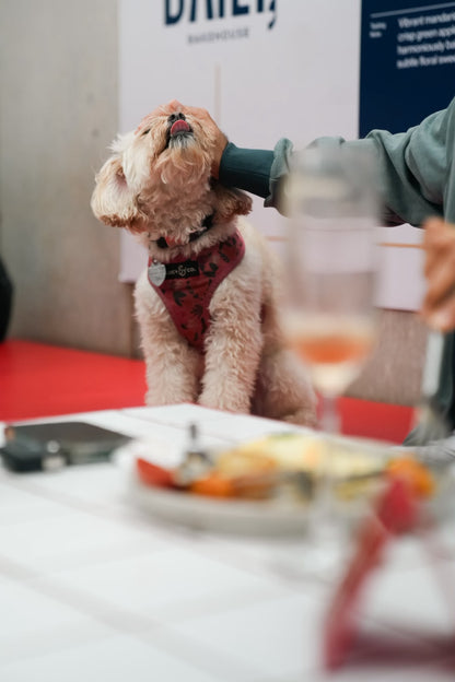 Top Dog Social at Maverick and Farmer, Kothanur.