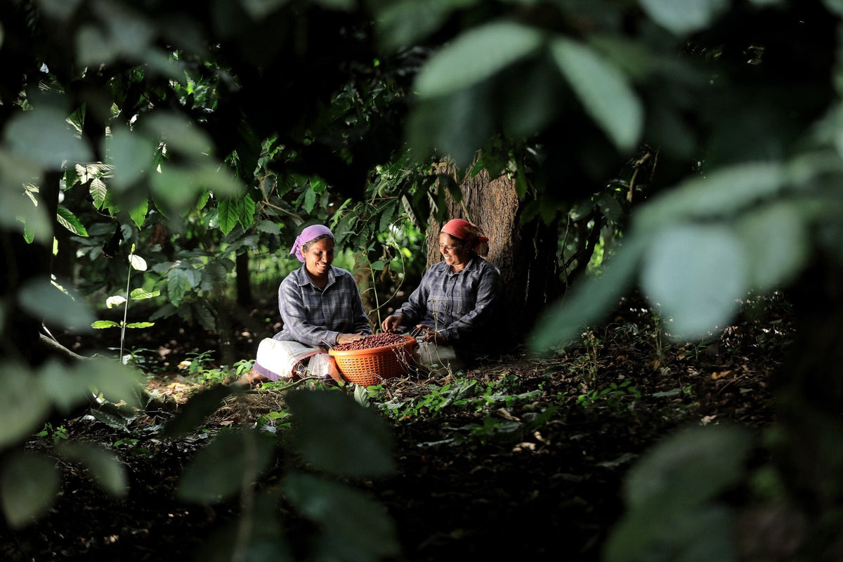 Two coffee pickers filling a basket with ripe cherries under the shade canopy on the Maverick & Farmer estate in Coorg.