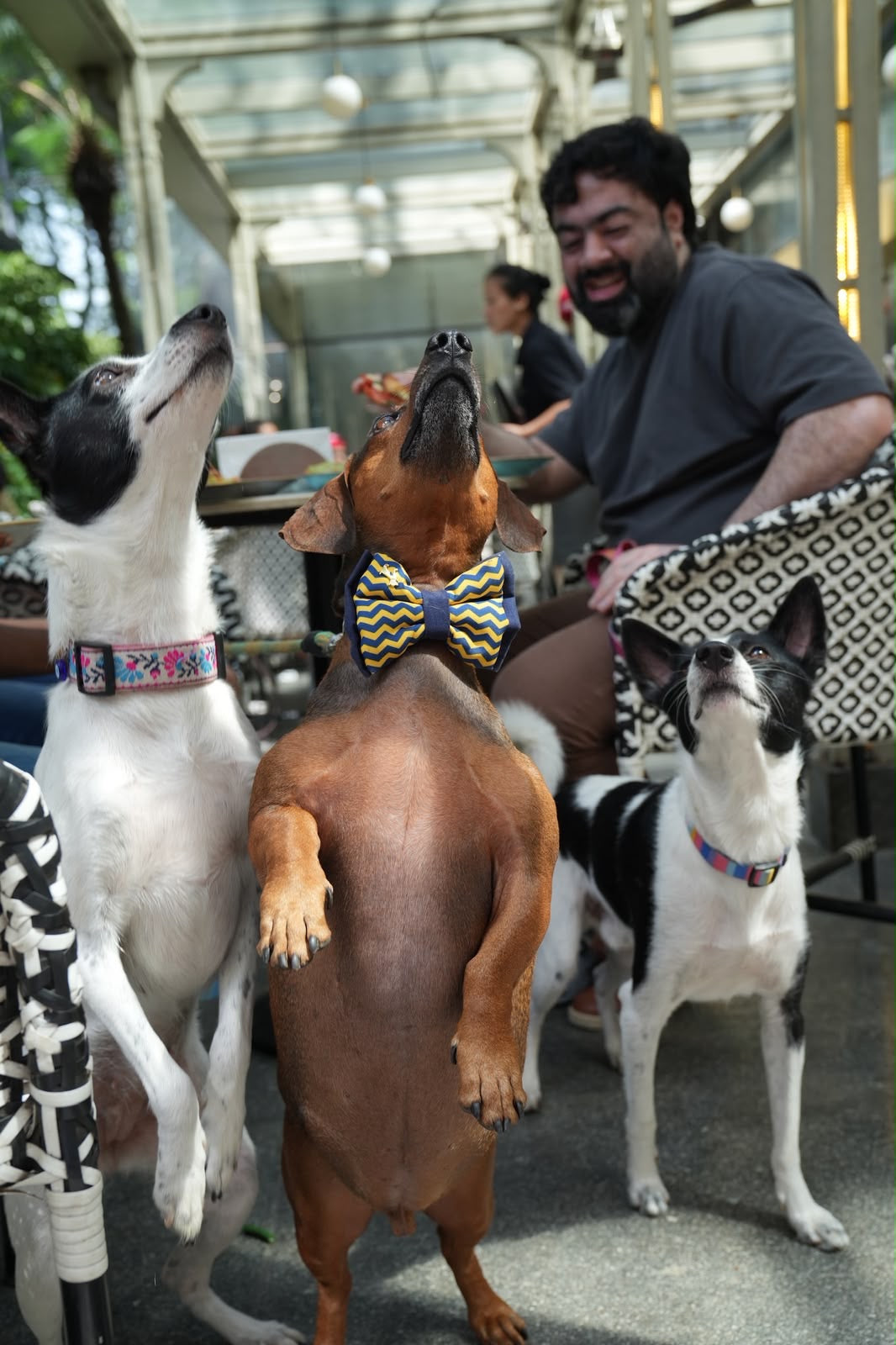 Top Dog Social at Maverick and Farmer, Kothanur.