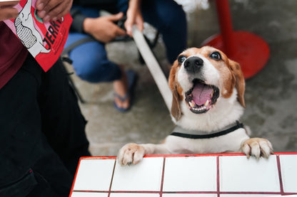 Top Dog Social at Maverick and Farmer, Kothanur.