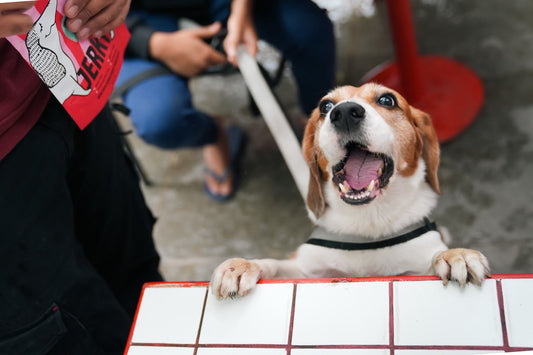 Top Dog Social at Maverick and Farmer, Kothanur.